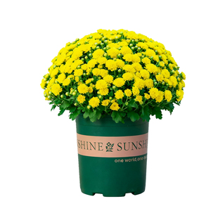 菊花盆栽带花苞室内阳台室外庭院开花植物绿植四季花卉球菊千头菊