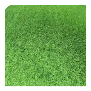 麦冬草草籽日本玉龙草种子四季青矮生细叶宽叶金边绿化庭院种籽孑