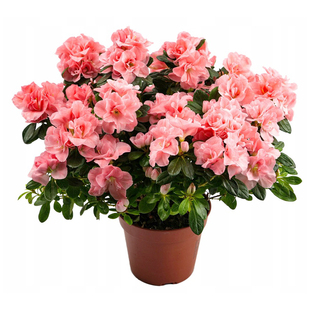 海蒂的花园 杜鹃花耐阴室外庭院阳台多年生灌木盆栽花卉植物花苗