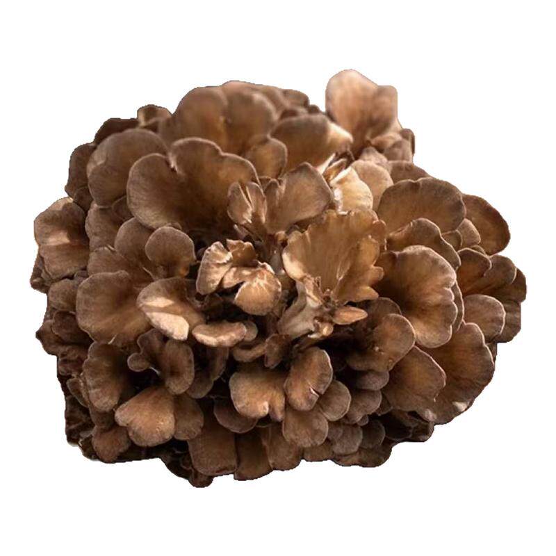 灰树花舞茸新鲜整朵粟蘑菌蘑菇