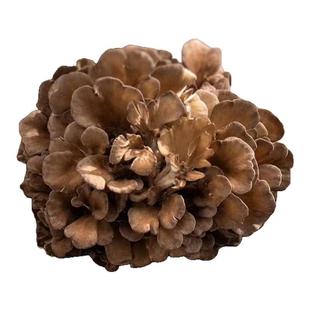 整朵新鲜舞茸菌 鲜灰树花灰菇二斤装火锅炒烧烤煲汤粟蘑舞绒菌菇