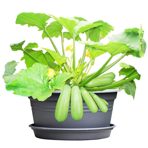 三月瓜种子早青一代西葫芦籽高产站瓜小南瓜阳台盆栽菜园蔬菜种孑