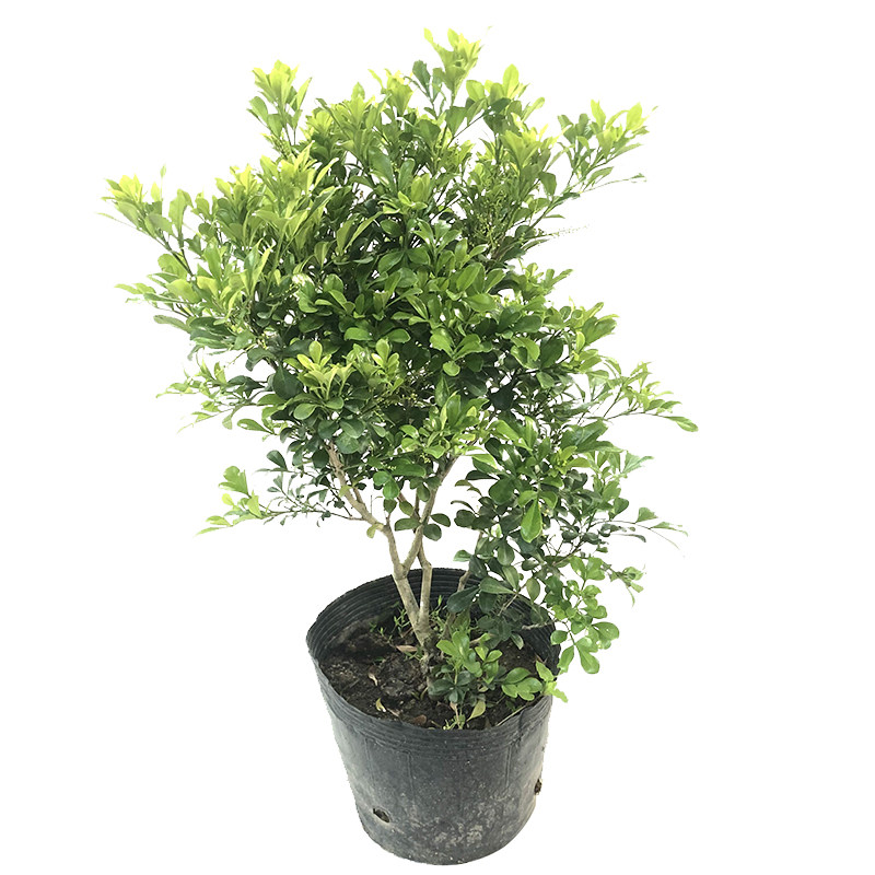 绿植四季常青芳香浓郁盆栽苗包邮
