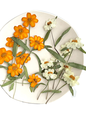 带枝百日菊压花植物标本白色