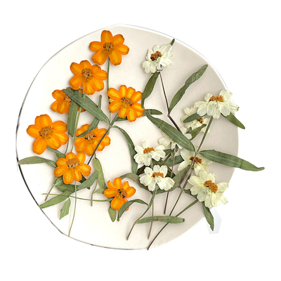 带枝百日菊压花植物标本白色