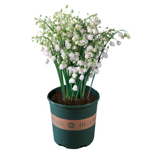 浓香型铃兰花苗带花芽种球根水培植物多年生室内阳台盆栽耐寒花卉