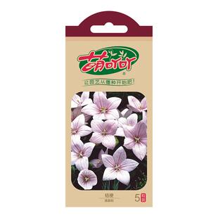 虹越萌吖吖洋桔梗花种子春季秋季播阳台盆栽庭院耐寒鲜切花卉种籽