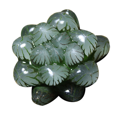 姬玉露多肉植物十二卷透窗配盆