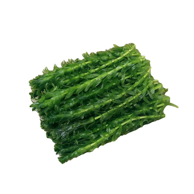 蜈蚣草定植不用底沙淡水冷水懒人水草鱼缸造景装饰净水植物金鱼藻