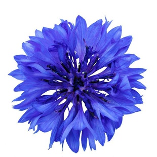 矢车菊鲜花手工皂原料纯露酵素花茶香薰调配精油芳疗DIY