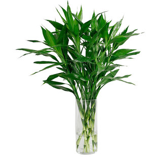 富贵竹粗杆水培植物客厅室内好养活绿植水养观音竹盆栽招财转运竹