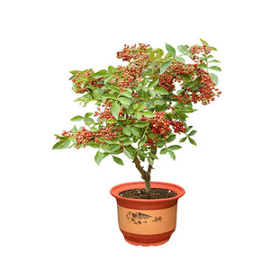 庭院大花椒树苗大红袍花椒树地栽汉源秦安花椒带分支结果多南北方