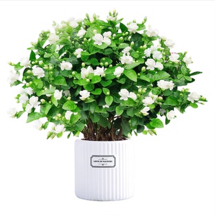 茉莉花盆栽树苗开花植物虎头茉莉带花苞栀子花室内好养活绿植物
