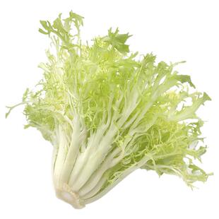 新鲜黄心苦菊500g沙拉蔬菜苦苣九芽狗牙苦细叶生菜西餐健身轻食材