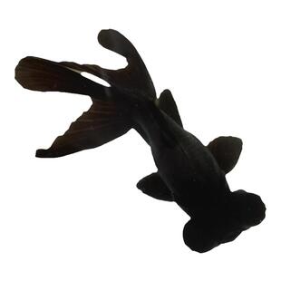 黑龙睛冷水观赏鱼大眼鱼黑金鱼苗水族宠物好养耐活淡水小型鱼活鱼