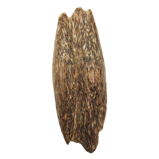 【棋楠九分沉水奇楠】绿奇楠软丝料 高油棋韵凉香 全部干净透顶油