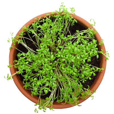 细叶水芹菜种子鲜嫩浓郁传家宝