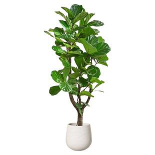 大琴叶榕客厅绿植物室内大号型好养老桩大叶鸭脚木盆栽落地办公室