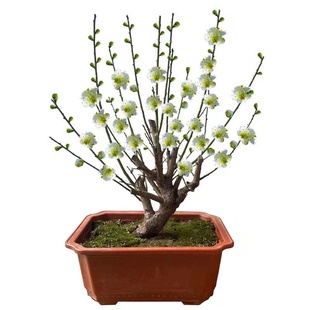 实物绿梅花梅花树桩盆景绿萼梅老桩耐寒盆栽四季花卉容易成活盆栽