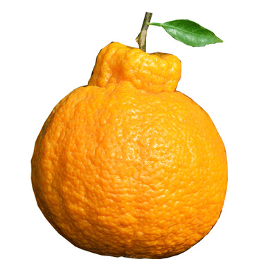 四川丑橘新鲜脆甜现摘丑八怪丑柑