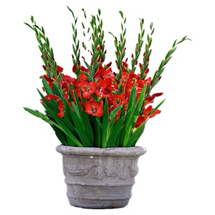 进口剑兰种球花苗唐菖蒲庭院阳台花卉盆栽耐热耐寒球根植物可切花