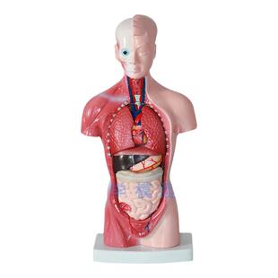 85cm28cm人体躯干解剖模型器官可拆卸医学教学心脏内脏模型玩具