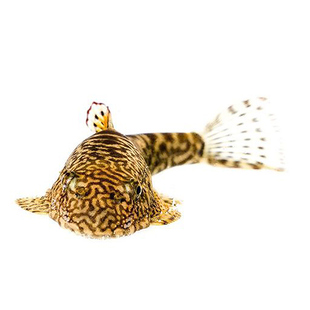 贵州爬岩鳅琵琶鱼双吸盘冷水清道夫不加温除藻鱼鱼缸清洁工原生鱼