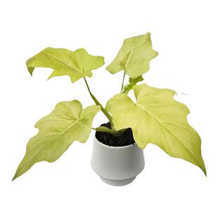 瓦萨维奇蔓绿绒黄金春羽热带稀有盆栽网红ins水培土培观叶植物