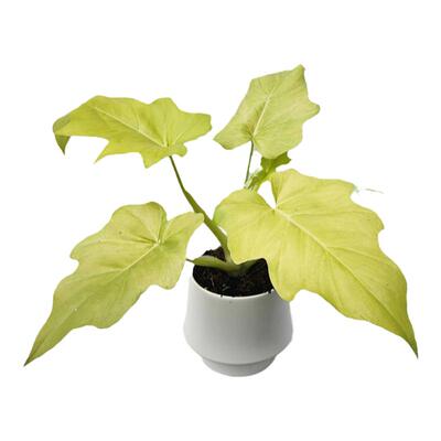 瓦萨维奇蔓绿绒黄金春雨