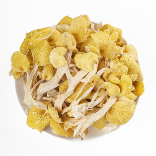 黄金菇干货鸡油菌榆黄蘑金顶蘑新鲜鸡枞菌蘑菇黄丝菌菇类菌类特产