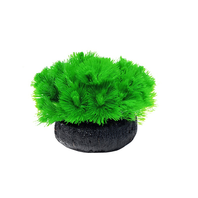 水草绿菊脆么么入水即活