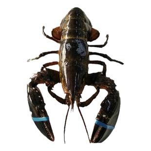 大连海鲜虾类波龙龙虾鲜活新鲜波士顿龙虾特大波龙澳洲奥龙大龙虾