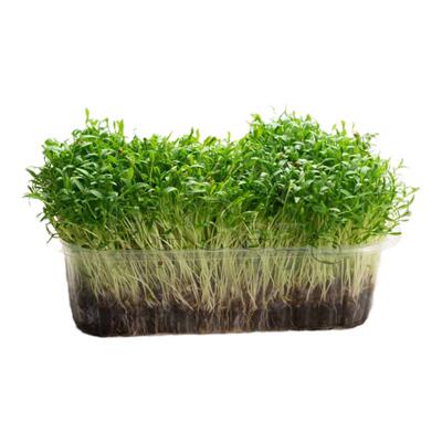 小叶香菜种子芫荽芽苗菜微型蔬菜