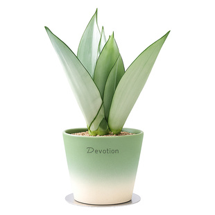 白玉虎皮兰植物盆栽名贵稀有品种办公室绿植室内桌面客厅高端好养