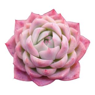 【一物一拍】孤星月影系杂交多肉植物办公室阳台盆栽绿植满28包邮