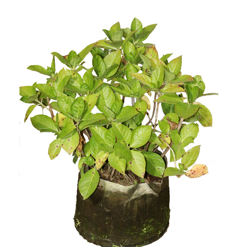 嘉瑞 绣球无尽夏盆栽开花苗新老枝能开花庭院目前没有