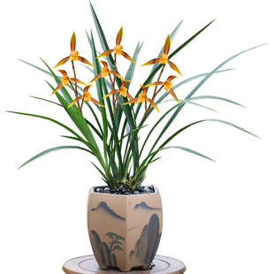 精品名贵特级兰花苗寒兰朝阳带花苞浓香型室内客厅花卉绿植物盆栽