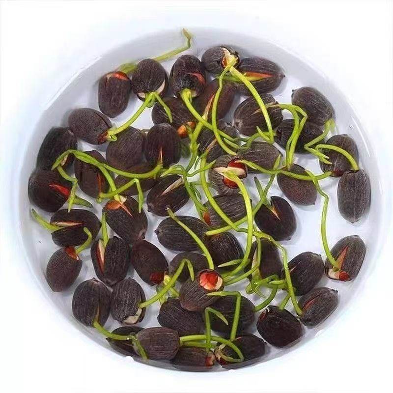 七彩碗莲水培植物荷花盆栽已开口水生植物