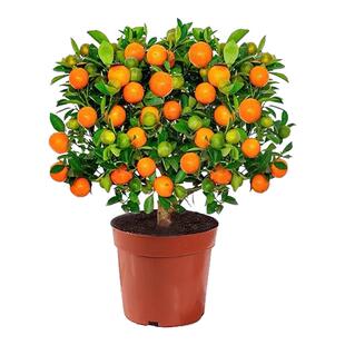 冬季脆皮金桔树盆栽室内客厅带果可食用新中式禅意盆景花卉绿植物