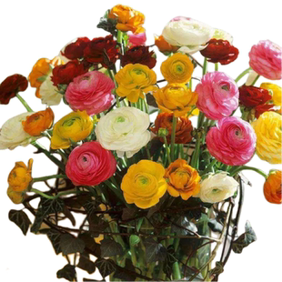 花毛茛种球蝴蝶洋牡丹花种进口大球重瓣带芽室内盆栽四季种植花卉