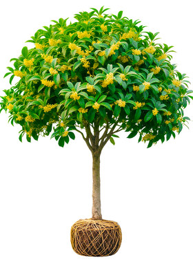 【热销第一名10万+】桂花树苗