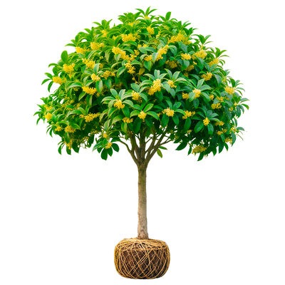 【热销第一名10万+】桂花树苗