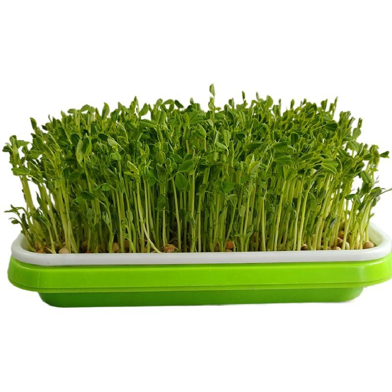 发豌豆苗专用红麻豌豆红色豌豆豆芽菜豌豆芽豆苗非转基因1斤包邮