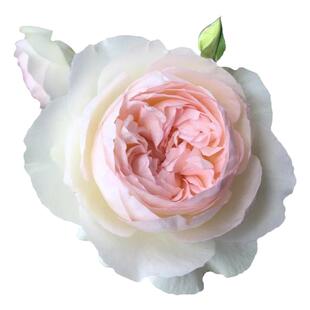 波莱罗月季花苗四季浓香灌木大花苗阳台盆栽庭院地栽切花玫瑰欧月