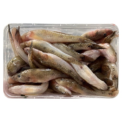 笋壳鱼一斤约60条左右