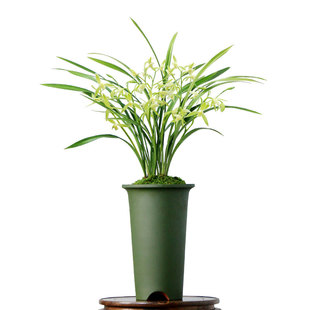 翁源兰花老种四季建兰素心玉女素带花浓香大凤素好养室内花卉盆栽