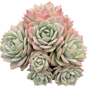 恋曲 韩系进口控养大颗群生新手好养多肉植物组合阳台新房绿植