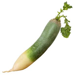 水果萝卜新鲜甜脆水果型山东潍坊特产青萝卜生吃即食绿沙窝罗卜
