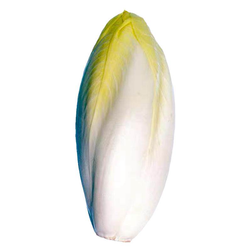 金玉兰菜根四季菊苣菜种子