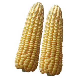 黄糯甜糯玉米种子黄色糯四季春季糯粘甜玉米种籽孑籽种黏香甜软糯